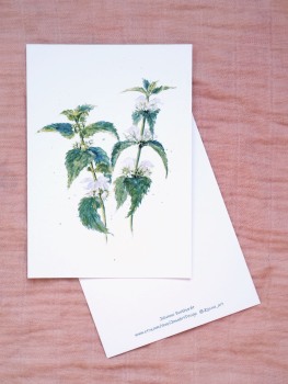 Premium Postkarte "Taubnessel"